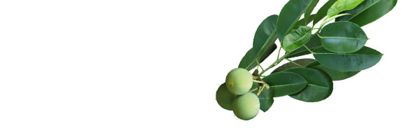 L'huile végétale de Calophylle Inophyle